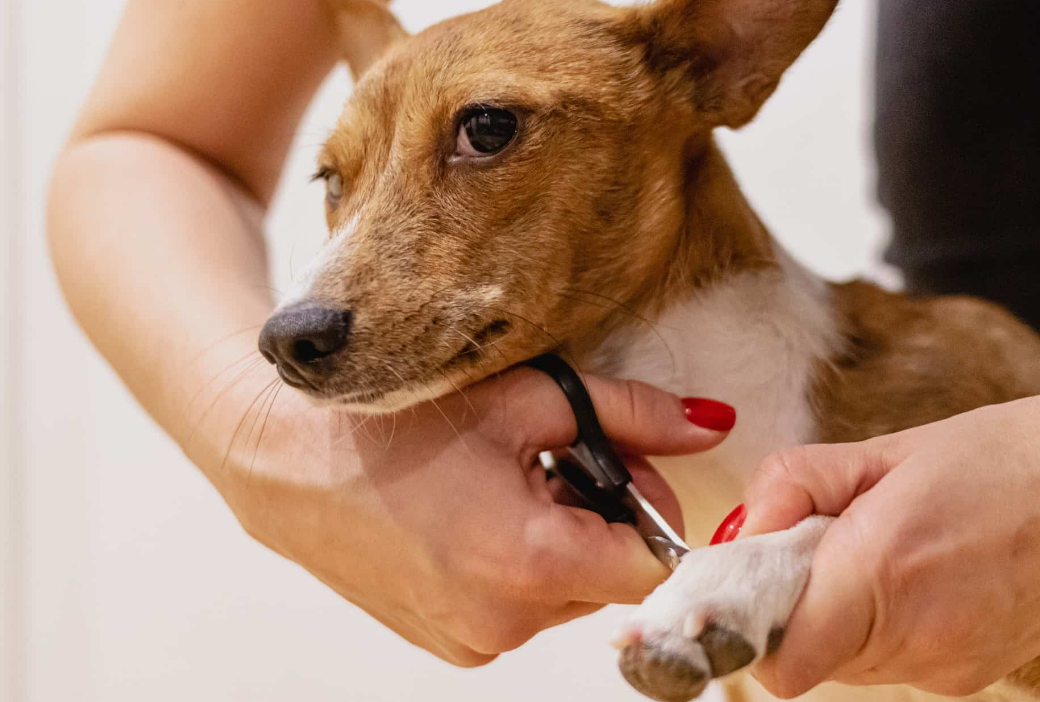 How to Safely Trim Your Dog’s Nails at Home: A Step-by-Step Guide