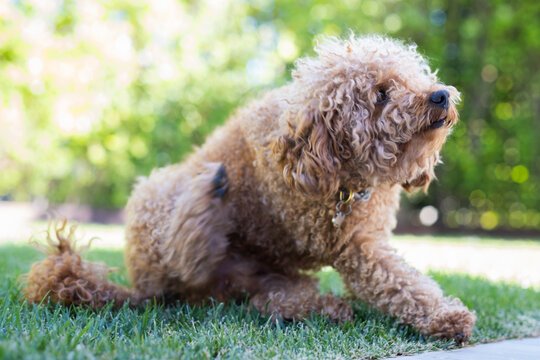 Natural Remedies for Dog Skin Irritations: What You Can Do at Home