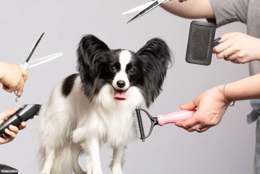 The Best Dog Grooming Tools Every Pet Owner Should Have