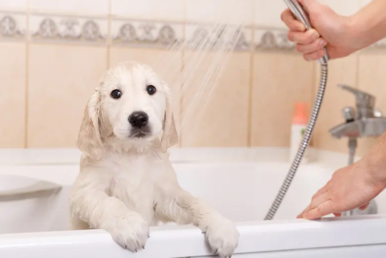 The Best Dog Shampoo for Sensitive Skin