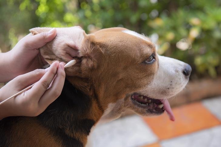 Why Regular Ear Cleaning is Essential for Your Dog’s Health