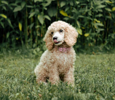 Mobile Poodle Grooming Services in Fulshear