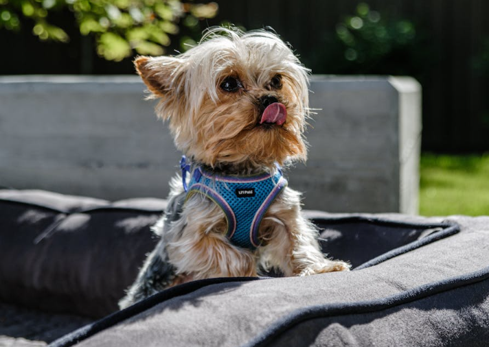 Mobile Yorkie Grooming in Fulshear– We Come to You!