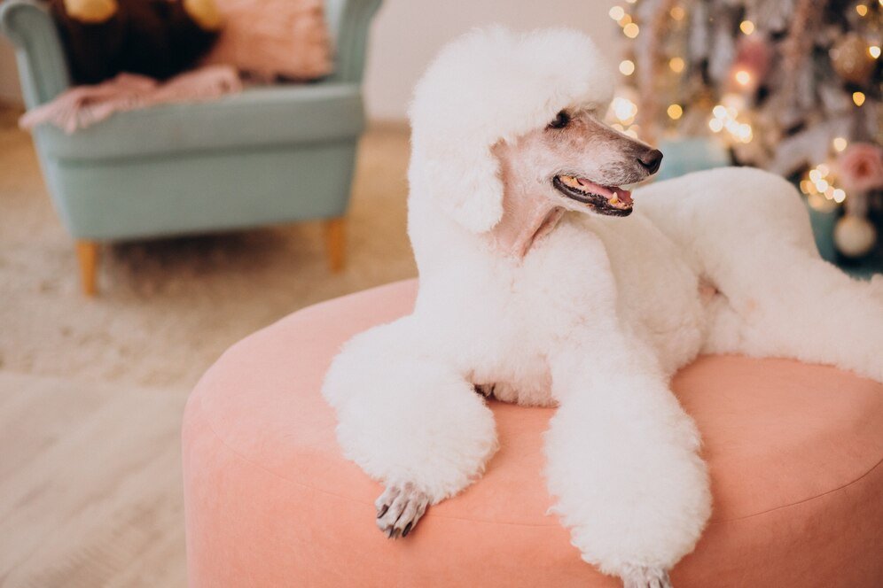Katy Mobile Grooming for Poodles, Yorkies & More – Fulshear
