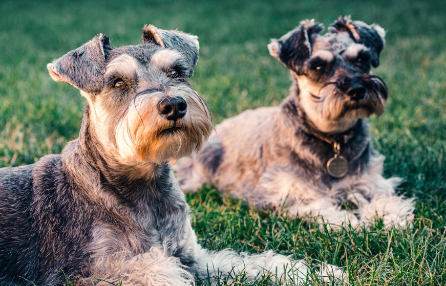 Yorkie Grooming in Katy– Gentle Touch for Small Dogs