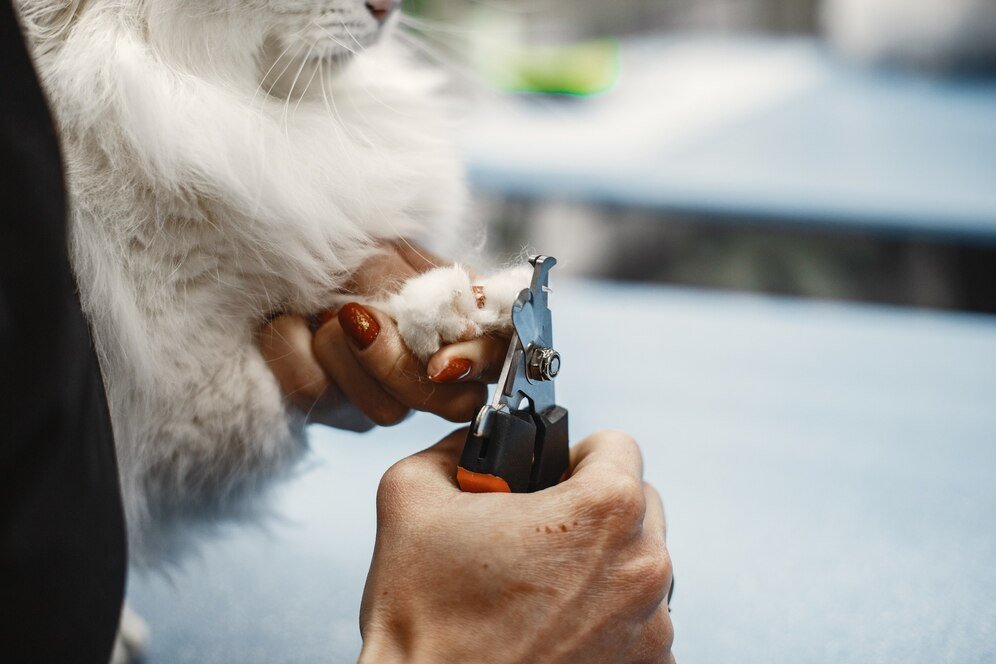 Nail Trimming for Dogs: How Often Is Too Often?