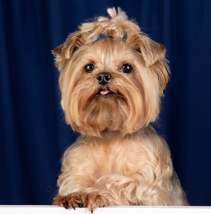 Shih Tzu Dog Grooming Near Katy– Book Today