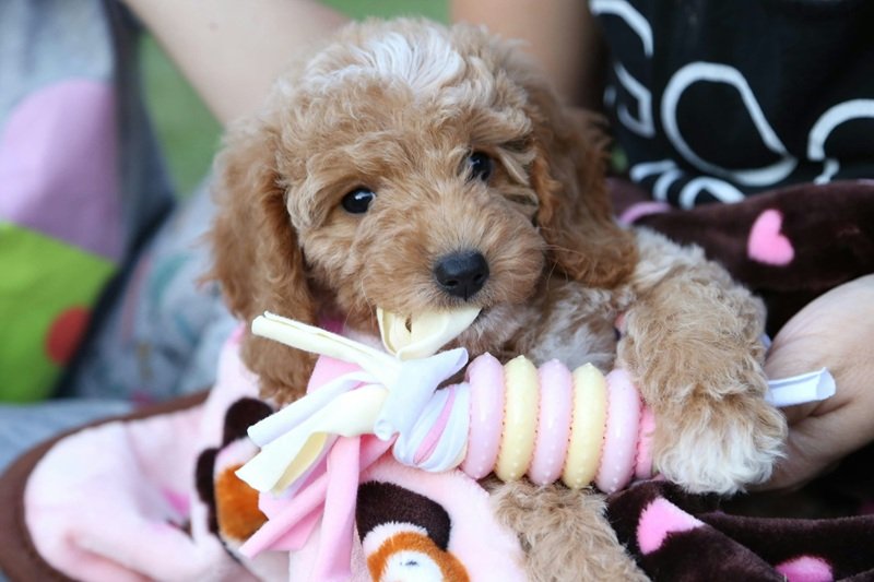 Goldendoodle Spa Services in Katy