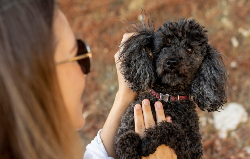 Professional Poodle Trimming Services in Fulshear