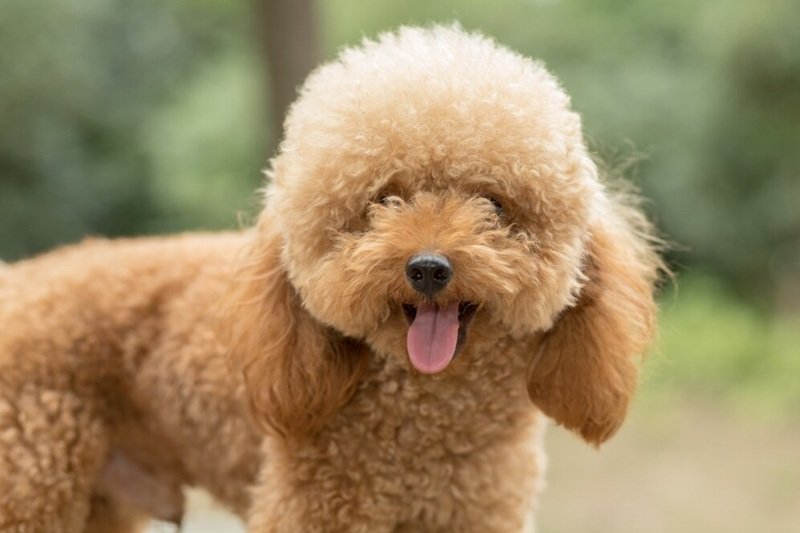 Poodle Grooming in Katy– Affordable & Local