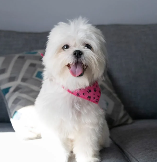 Affordable Dog Grooming for Shih Tzus – FulshearTX