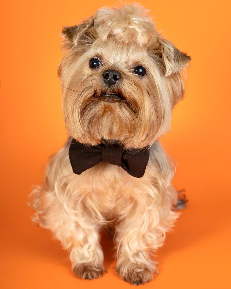 Shih Tzu Haircuts in Katy– Gentle & Professional