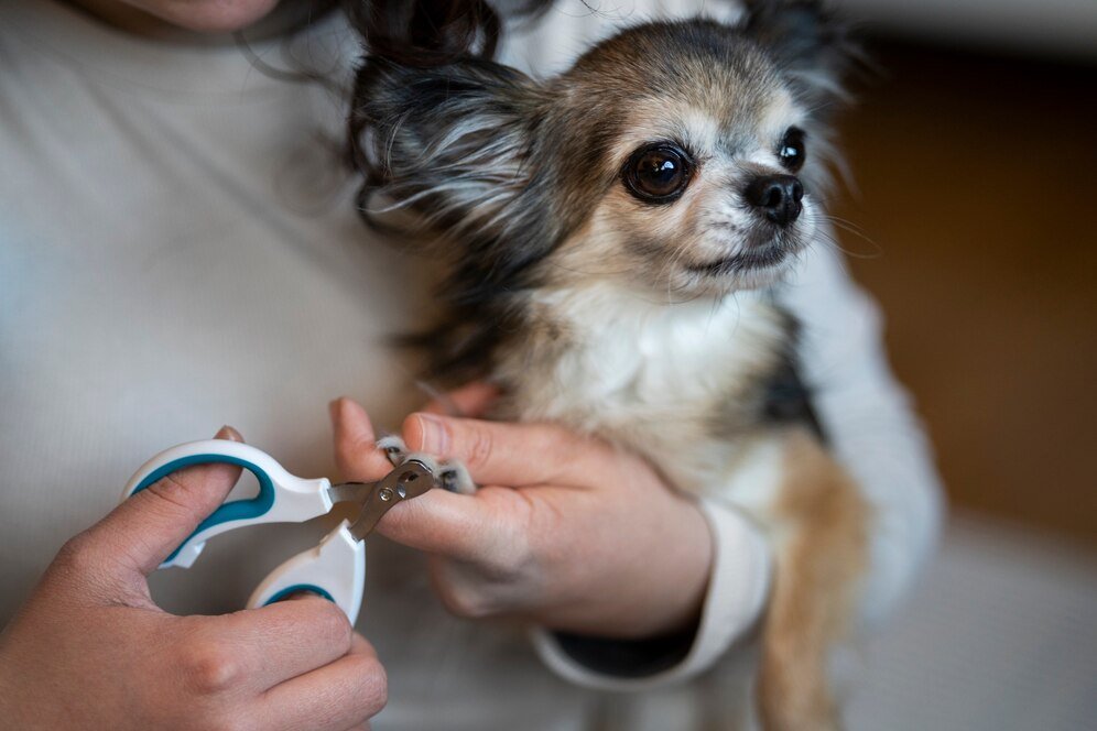 Yorkie Nail Trimming in Katy, TX