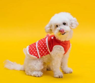 Poodle Grooming Cinco Ranch – Katy