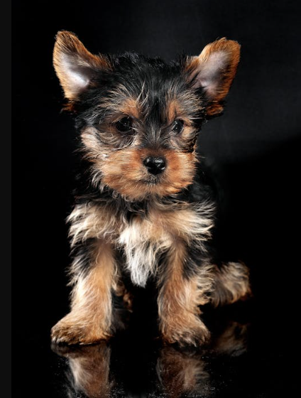 Yorkie Care Services in Fulshear– Grooming & Nail Clipping