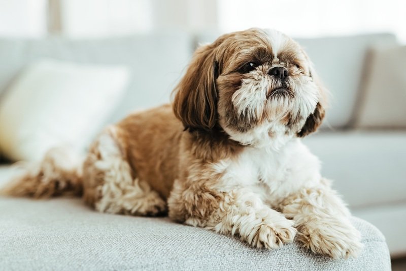 Katy TX Dog Grooming Near Me (Fulshear– Shih Tzu)