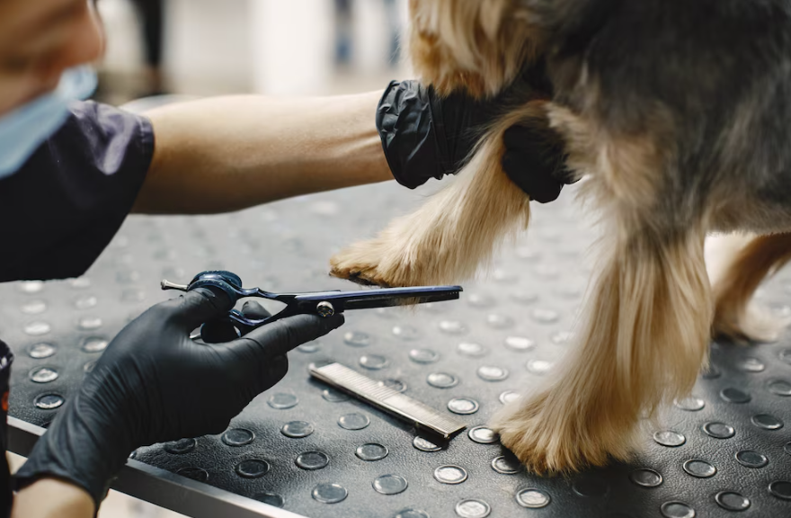 Dog Nail Clipping in Katy for Yorkies