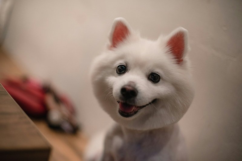 Book Dog Grooming Appointment in River Oaks Today