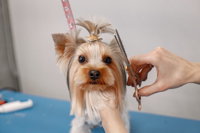 Book Dog Grooming Near Me Houston TX Now