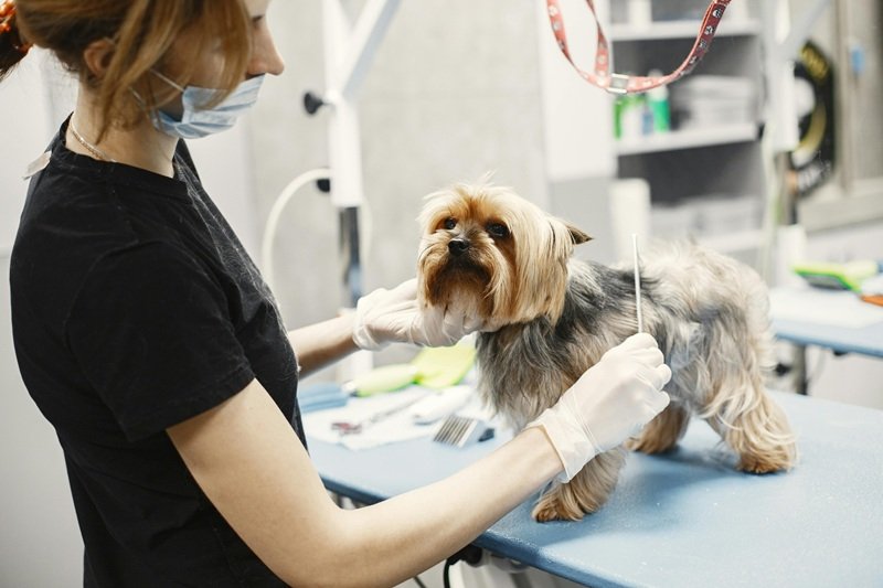 Book Premium Dog Grooming in Katy TX 77449 Today