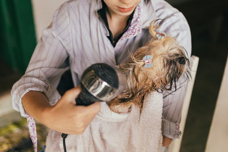 Book Professional Dog Grooming Near Me in Katy 77450