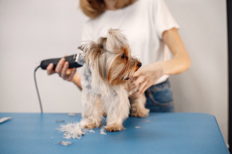 Dog Grooming Near Me Houston TX Book Appointment