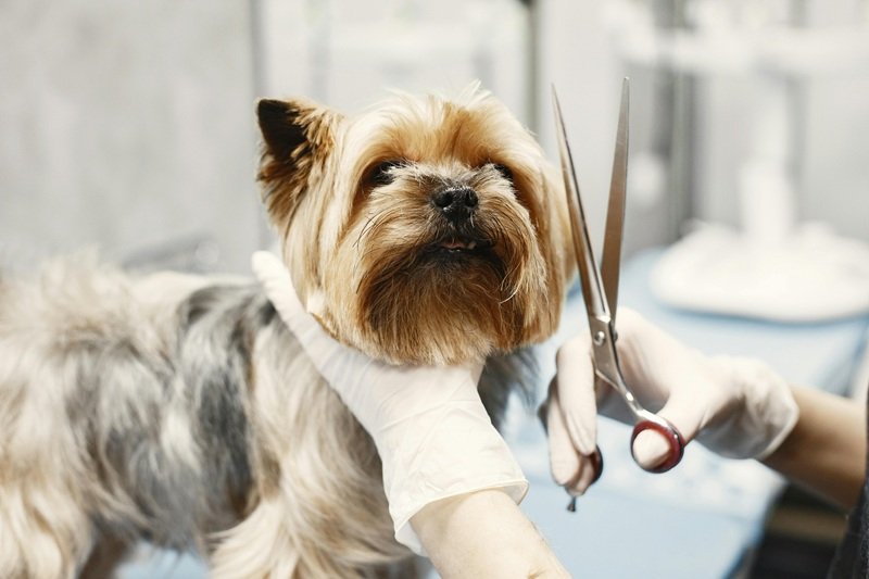 Dog Grooming at Home in Katy TX Book Now