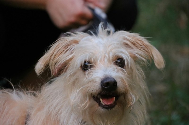 In-Home Dog Grooming Service in Katy TX Trusted Experts