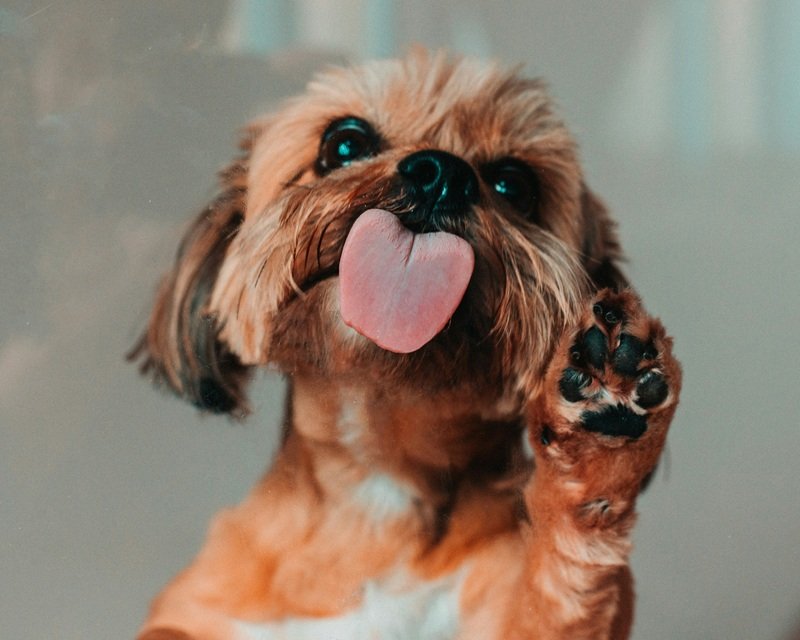 In-Home Dog Grooming Service in River Oaks TX