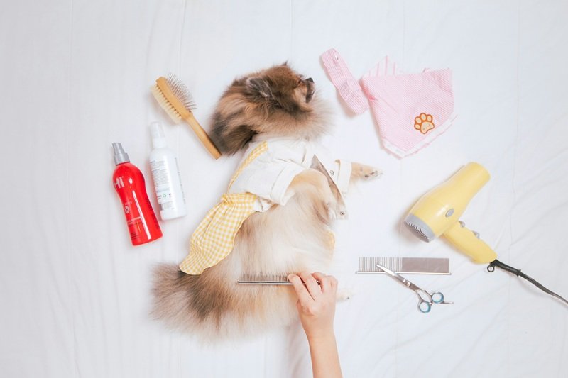 Luxury Mobile Pet Grooming in Katy TX for Stress-Free Care