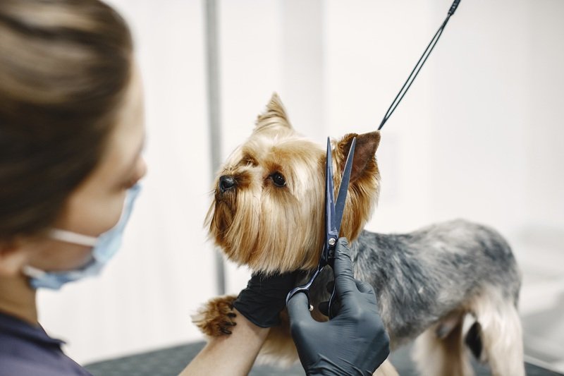 Mobile Dog Grooming Houston 77007 Book Today