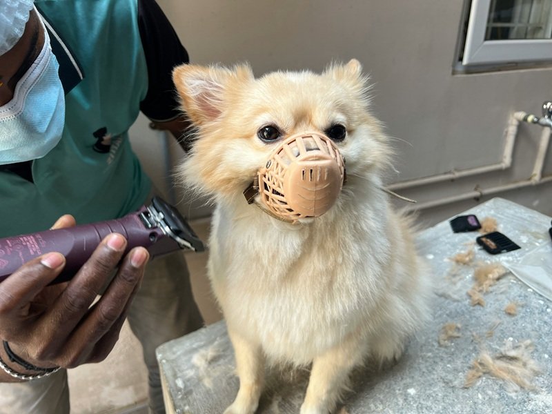 Mobile Dog Grooming in Cypress TX 77429 Book Now