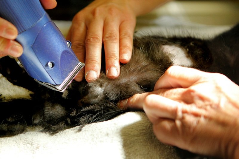 Mobile Dog Grooming in Katy TX 77494 Book Today