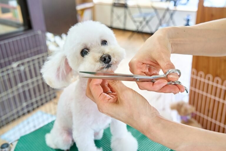 Mobile Groomer Houston 77009 Trusted Care