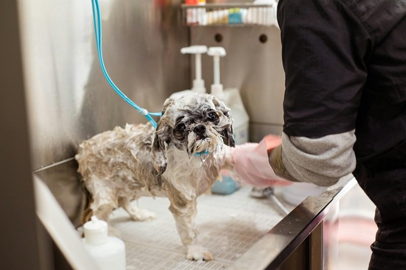 Mobile Grooming Service in Katy TX for Busy Owners