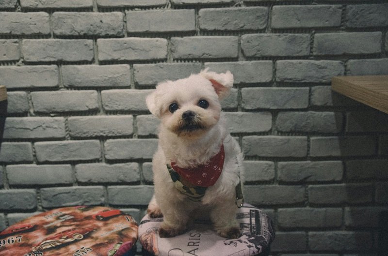 Premium Dog Grooming Near River Oaks Houston