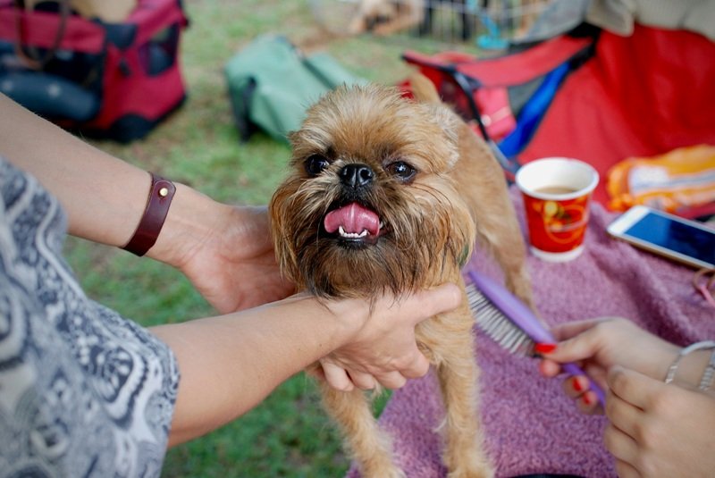 Premium Pet Grooming in Katy TX with Same-Day Booking