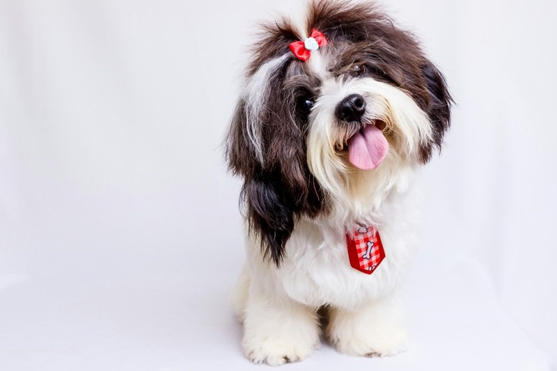 Professional Dog Grooming in Cypress TX Near You