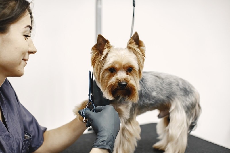 Professional Mobile Grooming Houston TX Trusted Service