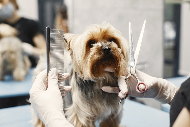 Same-Day Mobile Dog Grooming in Katy TX