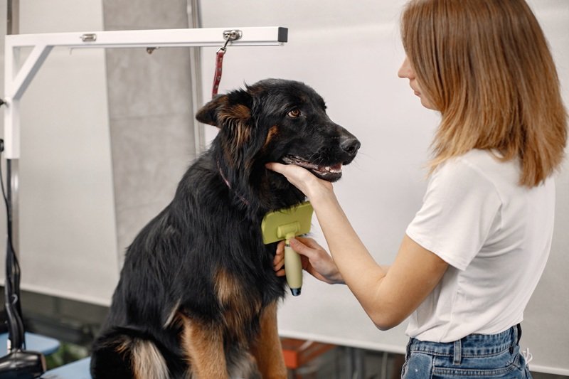 Stress-Free Dog Grooming Houston TX Book Now