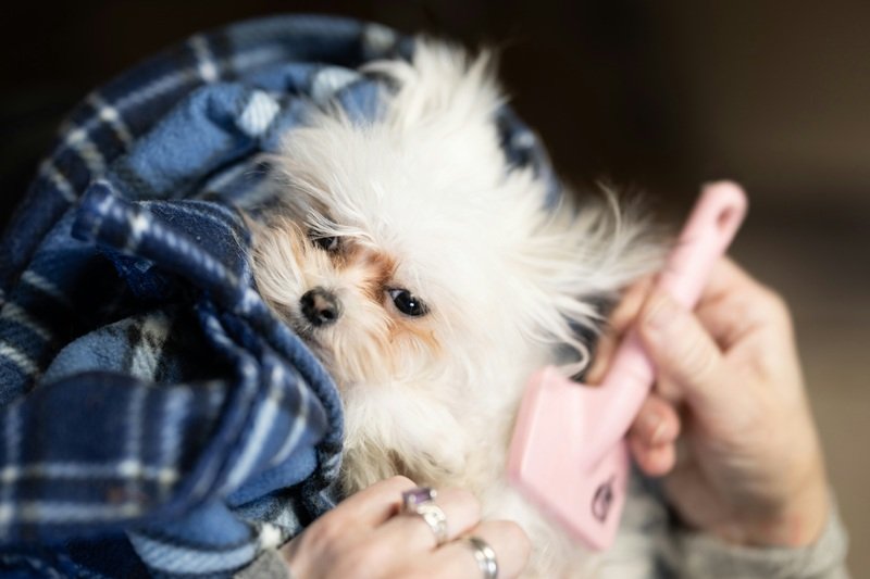 Stress-Free Pet Grooming Service in Cypress TX at Home
