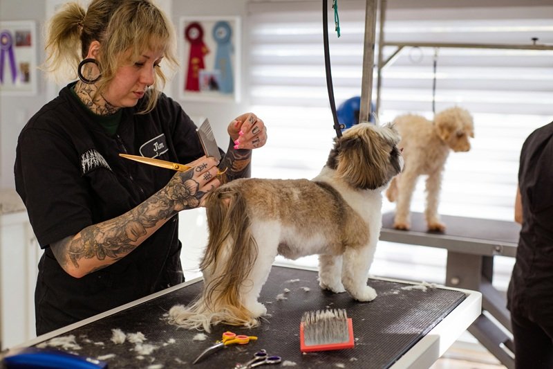Trusted Mobile Pet Groomer in Katy TX Near You